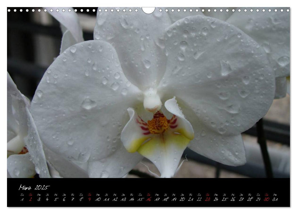 Farbenreiche Orchideen (CALVENDO Wandkalender 2025)