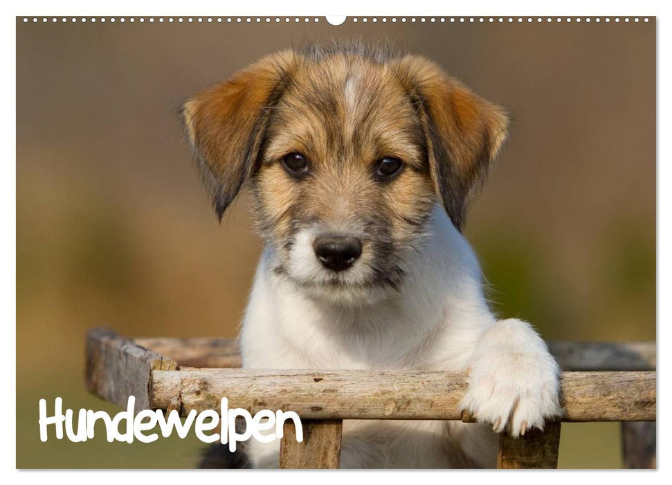 Hundewelpen (CALVENDO Wandkalender 2025)