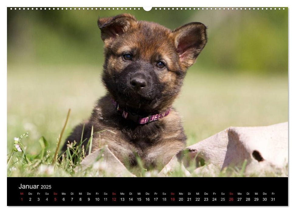 Hundewelpen (CALVENDO Wandkalender 2025)