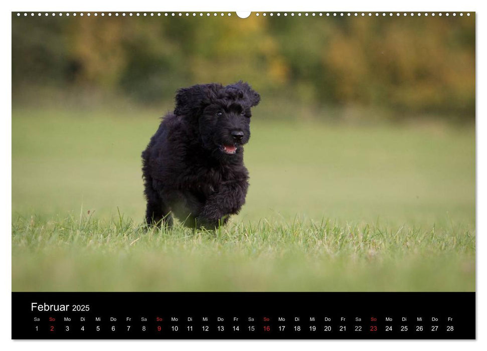 Hundewelpen (CALVENDO Wandkalender 2025)