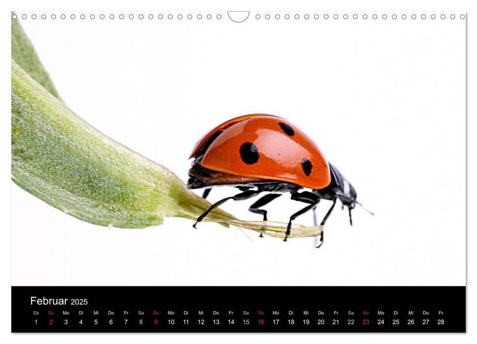 Viel Glück - Marienkäfer im Fotostudio (CALVENDO Wandkalender 2025)