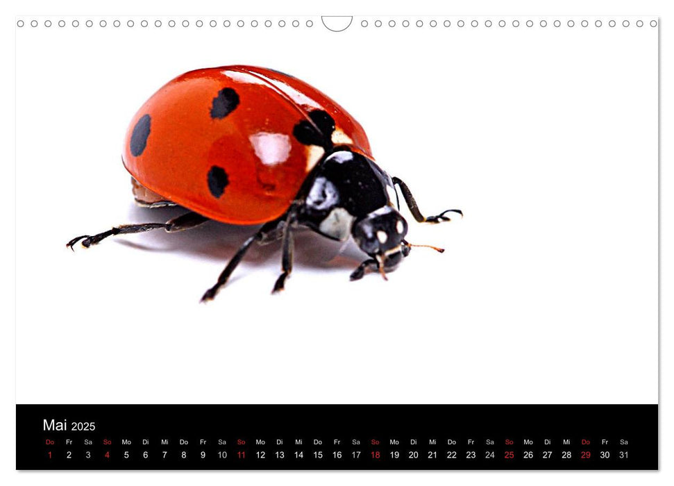 Viel Glück - Marienkäfer im Fotostudio (CALVENDO Wandkalender 2025)