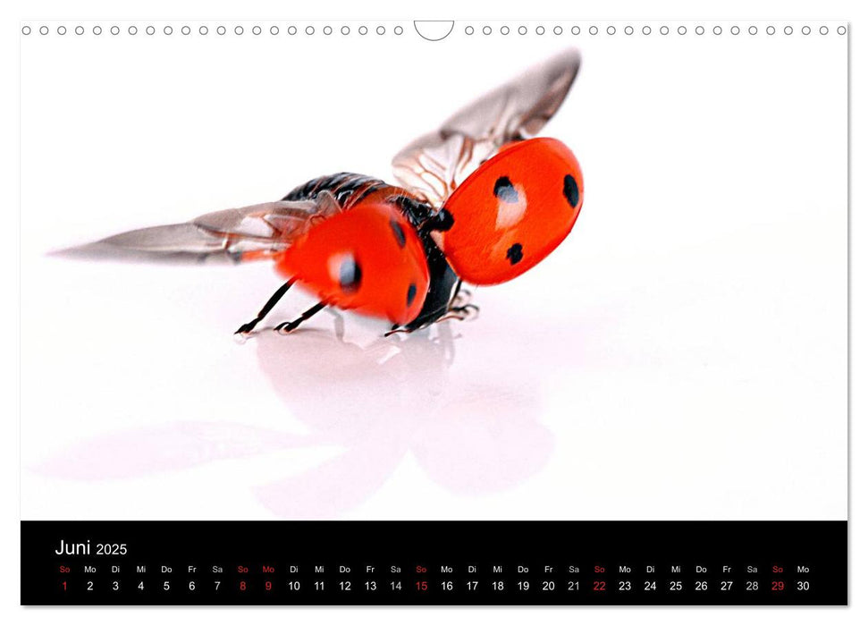 Viel Glück - Marienkäfer im Fotostudio (CALVENDO Wandkalender 2025)