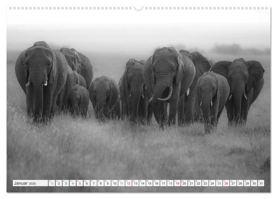 Emotionale Momente: Elefanten in black & white (CALVENDO Premium Wandkalender 2025)