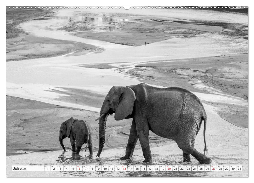 Emotionale Momente: Elefanten in black & white (CALVENDO Premium Wandkalender 2025)