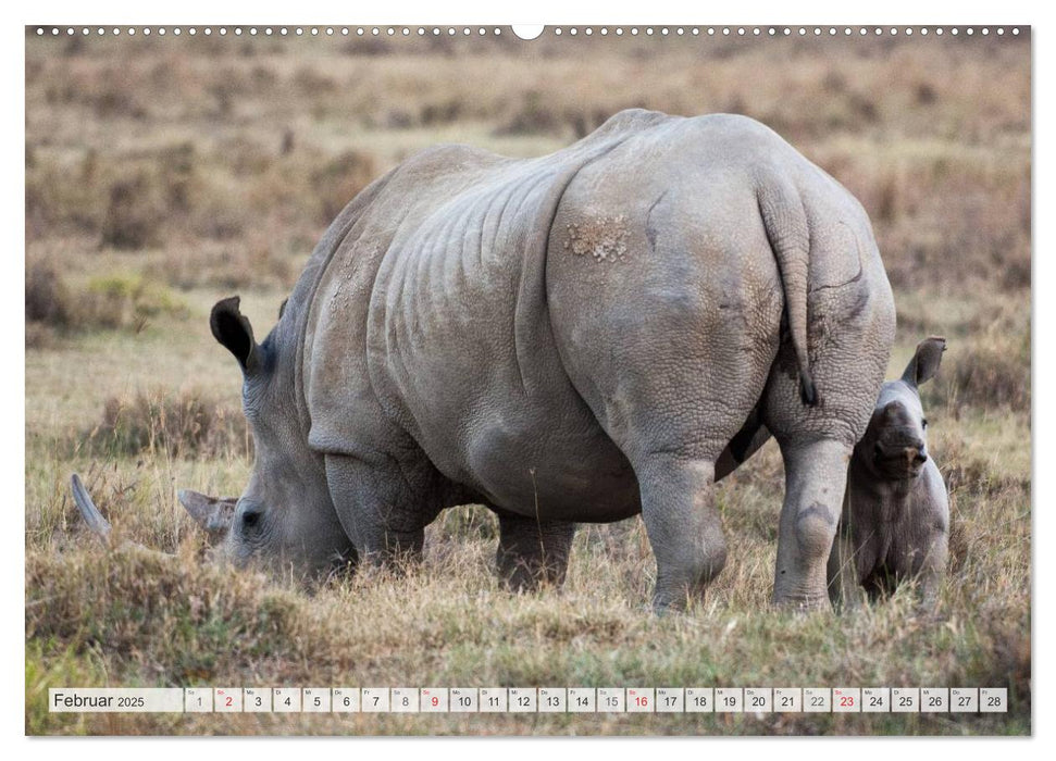 Emotionale Momente: Nashörner (CALVENDO Premium Wandkalender 2025)