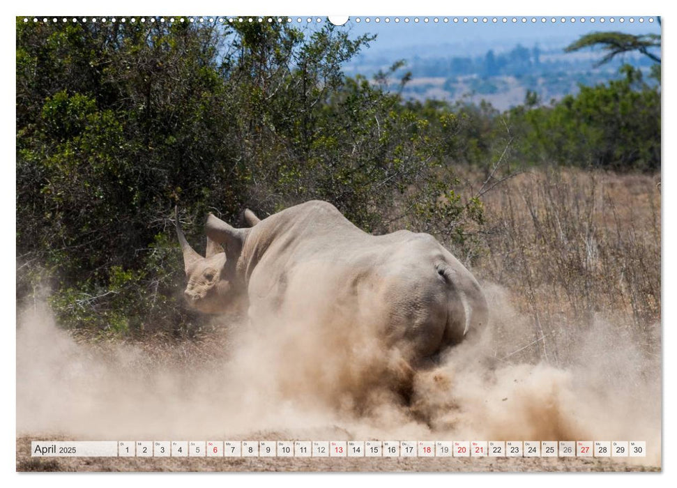 Emotionale Momente: Nashörner (CALVENDO Premium Wandkalender 2025)