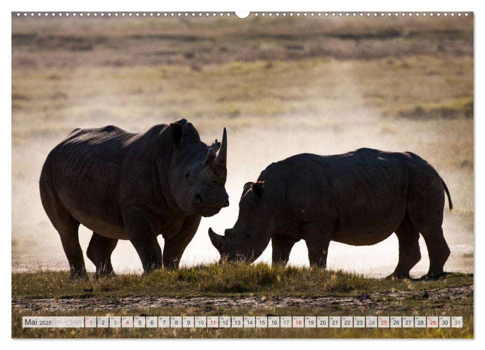 Emotionale Momente: Nashörner (CALVENDO Premium Wandkalender 2025)