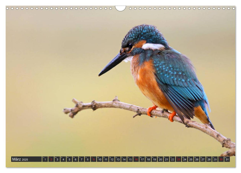 Der Eisvogel (CALVENDO Wandkalender 2025)