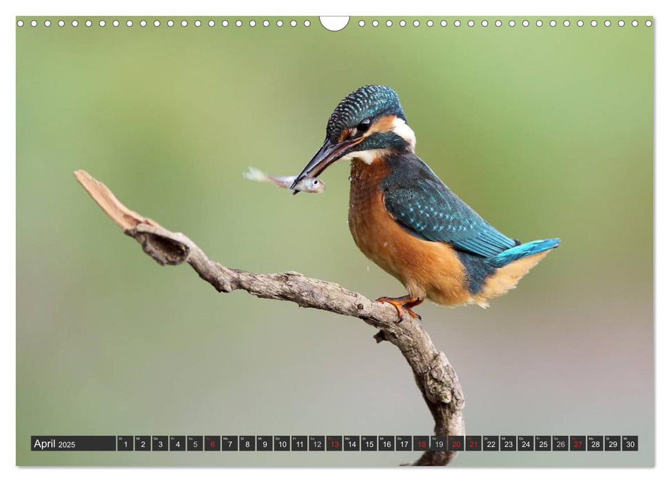 Der Eisvogel (CALVENDO Wandkalender 2025)