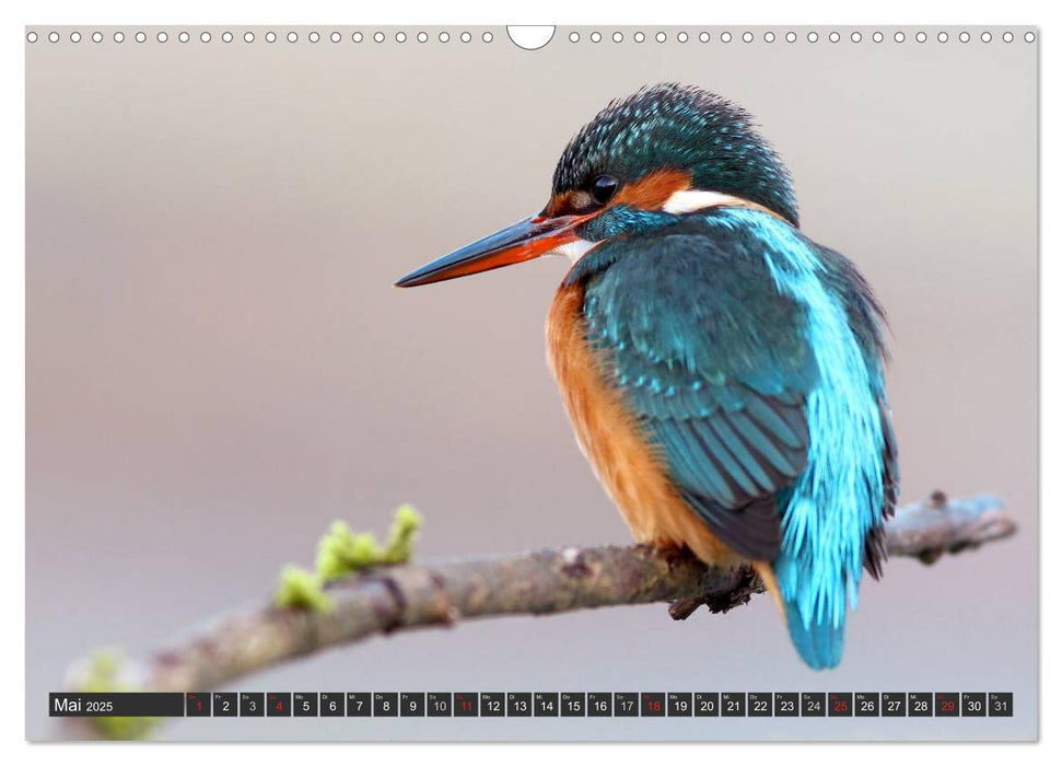 Der Eisvogel (CALVENDO Wandkalender 2025)