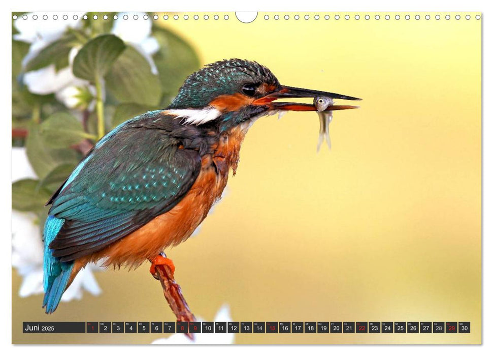 Der Eisvogel (CALVENDO Wandkalender 2025)