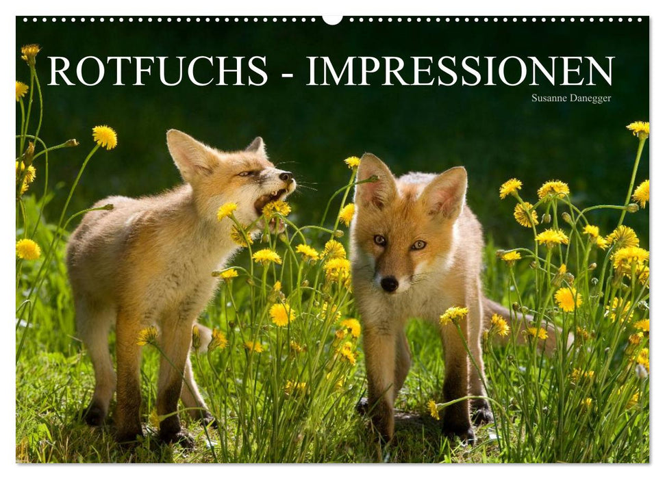 Rotfuchs - Impressionen (CALVENDO Wandkalender 2025)