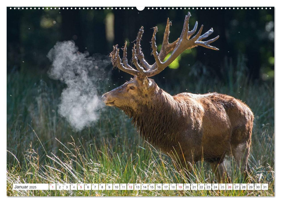 Emotionale Momente: Hirschbrunft (CALVENDO Premium Wandkalender 2025)