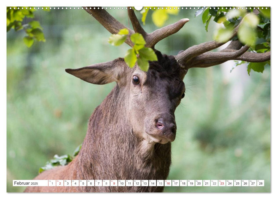 Emotionale Momente: Hirschbrunft (CALVENDO Premium Wandkalender 2025)