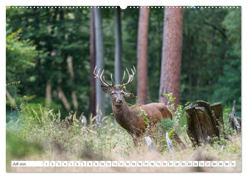 Emotionale Momente: Hirschbrunft (CALVENDO Premium Wandkalender 2025)