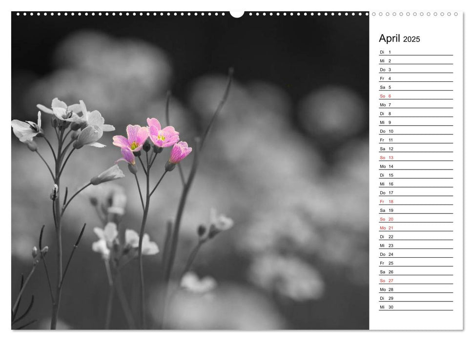Schwarz-Weiß Malereien Terminkalender von Tanja Riedel für die Schweiz (CALVENDO Wandkalender 2025)