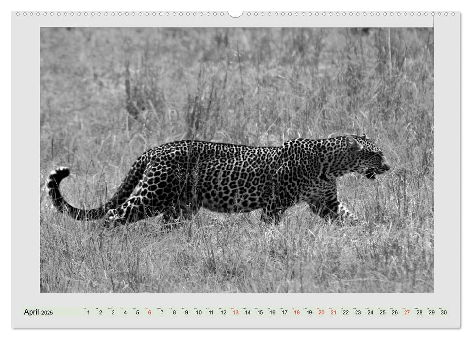 Afrikas Tierwelt lebt - schwarz auf weiß (CALVENDO Wandkalender 2025)