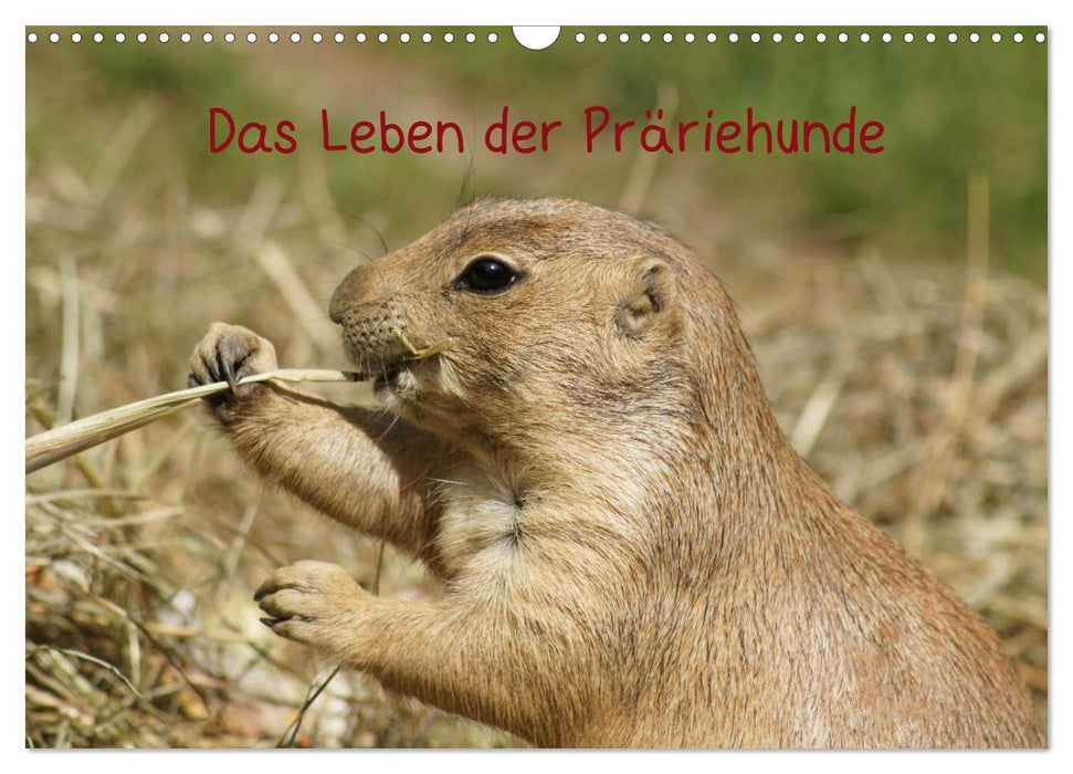 Das Leben der Präriehunde (CALVENDO Wandkalender 2025)