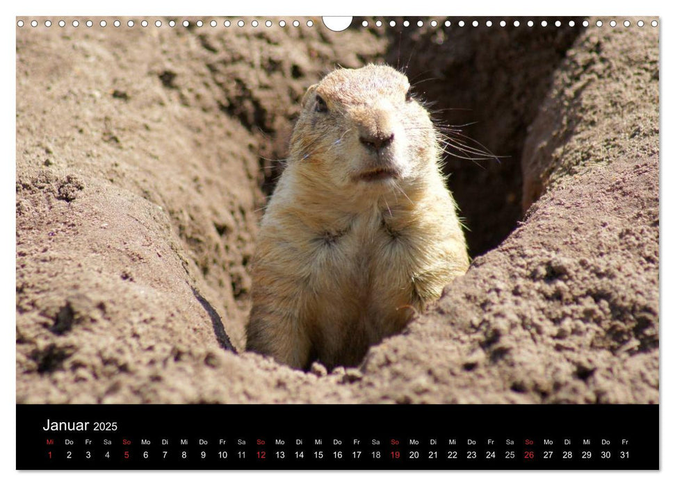 Das Leben der Präriehunde (CALVENDO Wandkalender 2025)