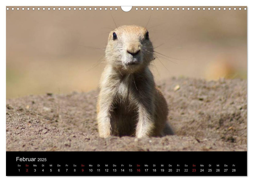 Das Leben der Präriehunde (CALVENDO Wandkalender 2025)