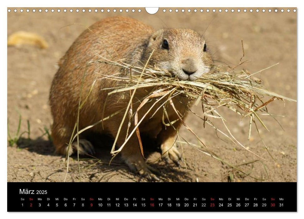 Das Leben der Präriehunde (CALVENDO Wandkalender 2025)