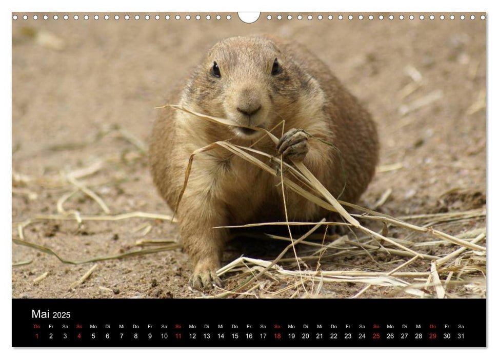 Das Leben der Präriehunde (CALVENDO Wandkalender 2025)