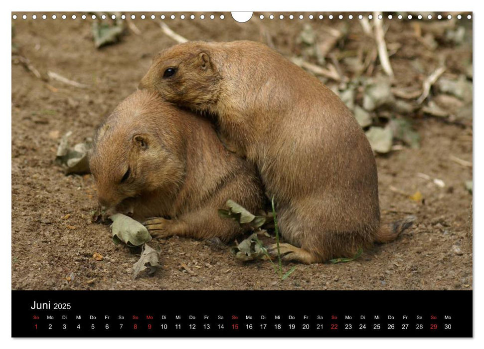 Das Leben der Präriehunde (CALVENDO Wandkalender 2025)