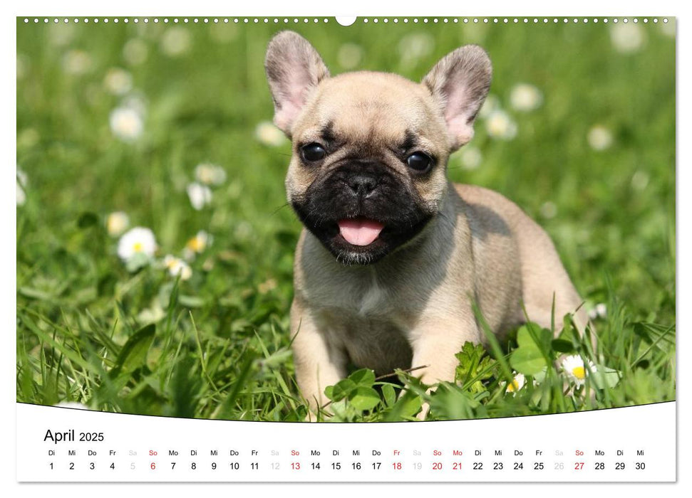Welpen - Puppies (CALVENDO Wandkalender 2025)