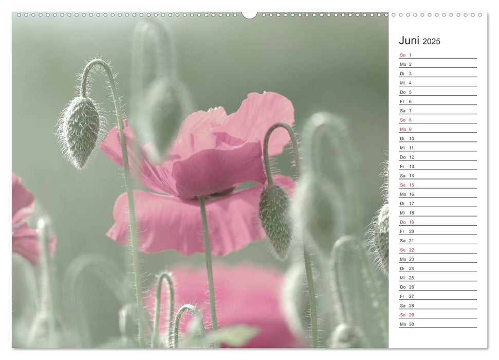Blumenfreude Terminkalender (CALVENDO Wandkalender 2025)
