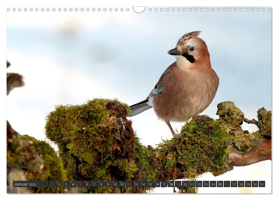 Singvögel (CALVENDO Wandkalender 2025)