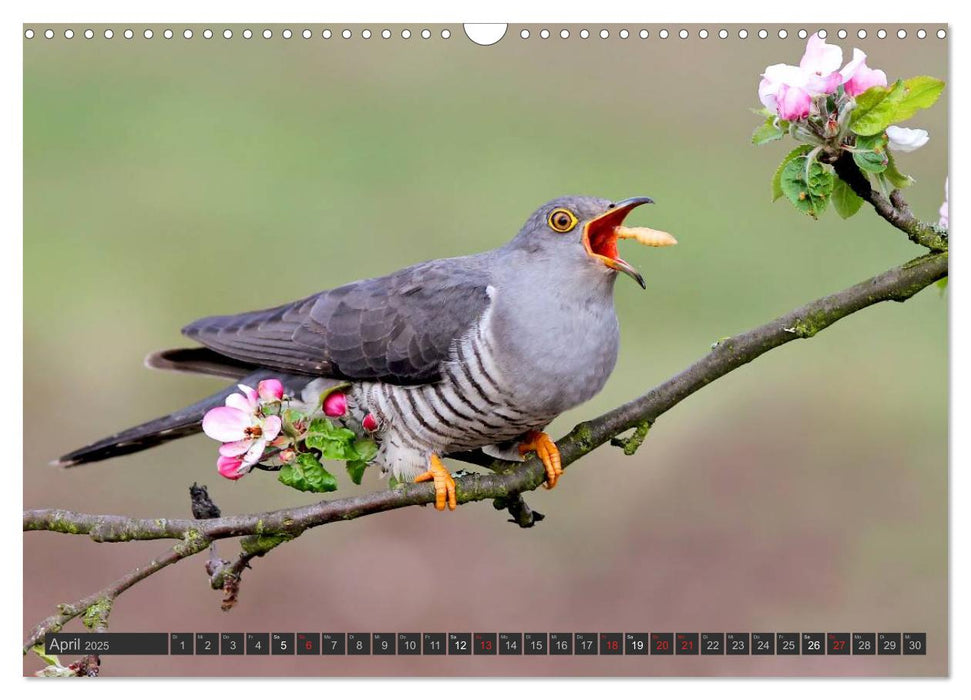 Singvögel (CALVENDO Wandkalender 2025)