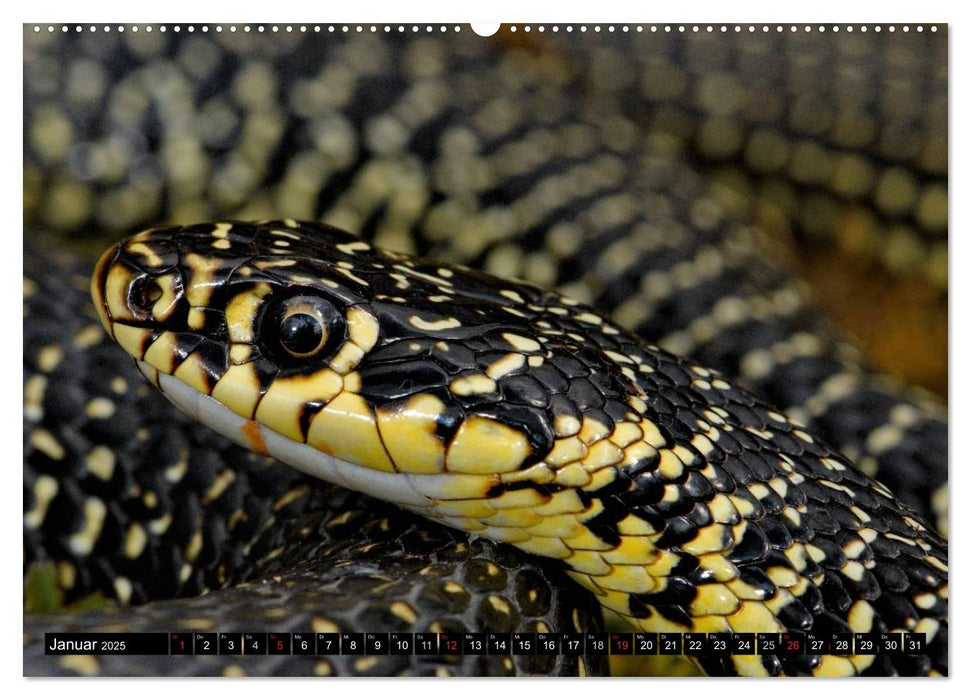 Einheimische Schlangen ganz nah (CALVENDO Wandkalender 2025)