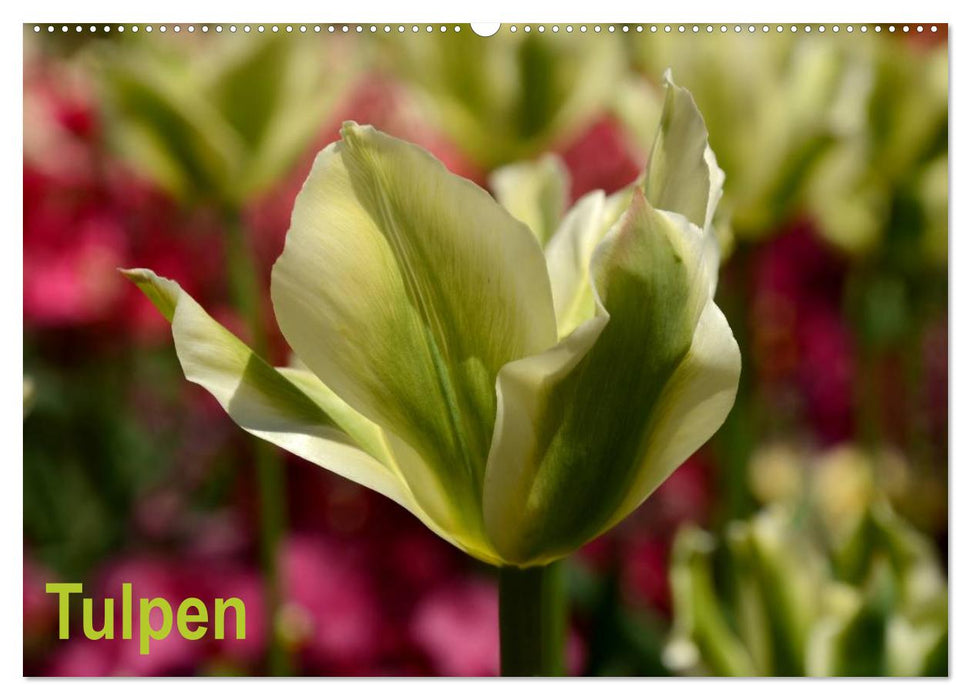 Tulpen (CALVENDO Wandkalender 2025)