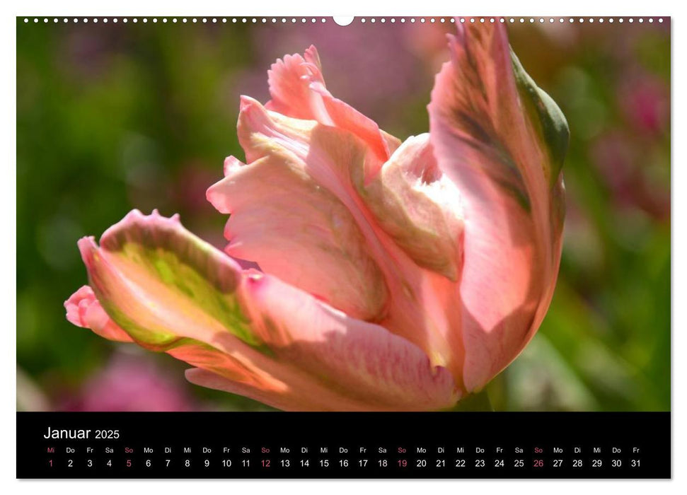 Tulpen (CALVENDO Wandkalender 2025)