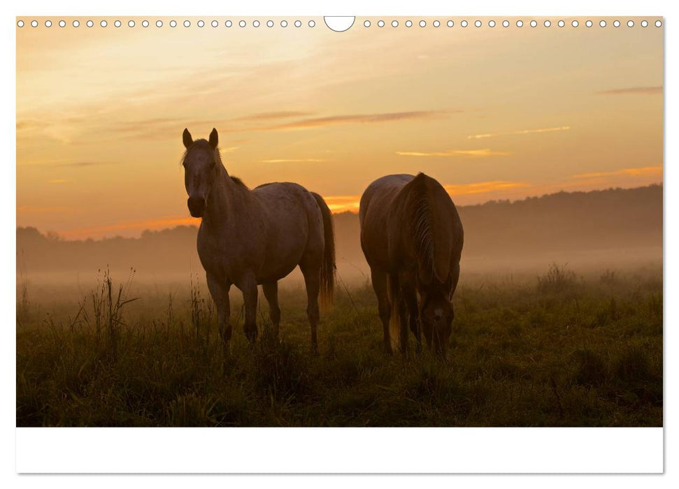 Wilde Pferde (CALVENDO Wandkalender 2025)