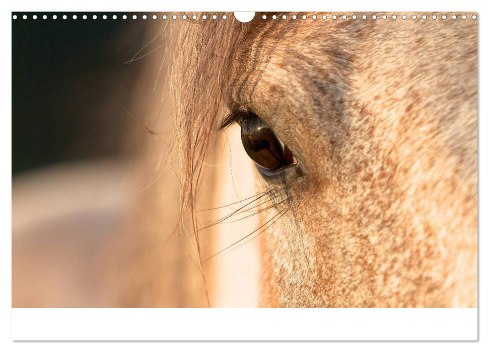 Wilde Pferde (CALVENDO Wandkalender 2025)