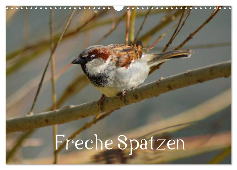 Freche Spatzen (CALVENDO Wandkalender 2025)