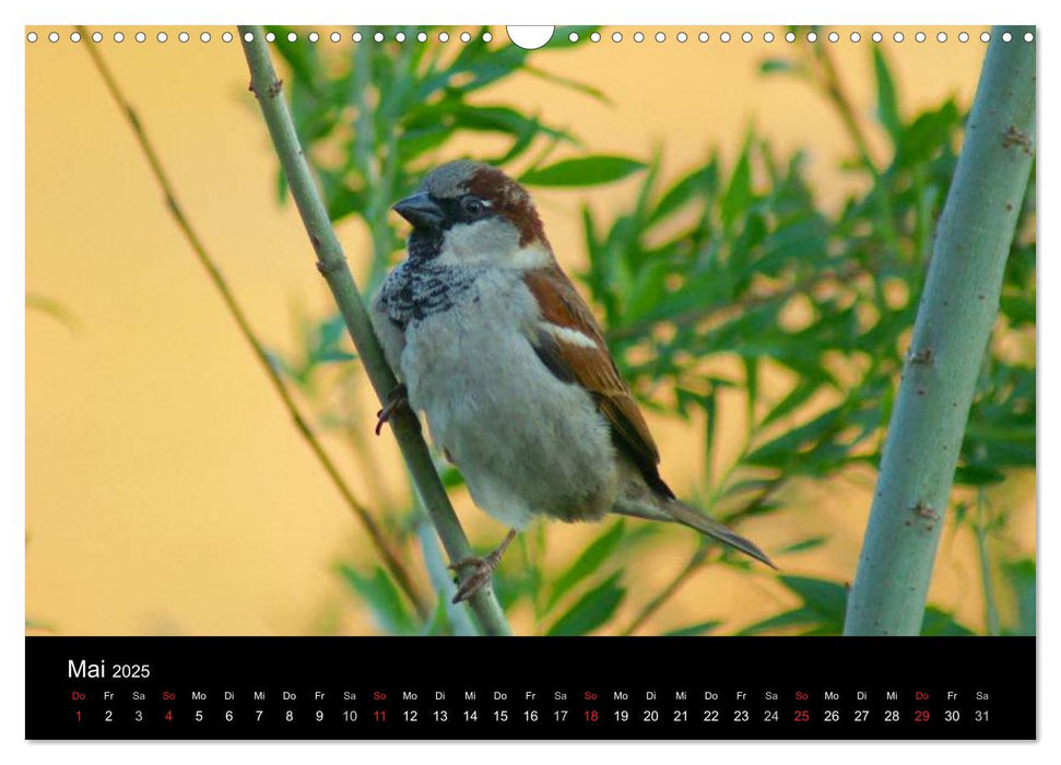 Freche Spatzen (CALVENDO Wandkalender 2025)