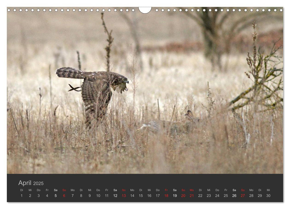 Die Beizjagd (CALVENDO Wandkalender 2025)