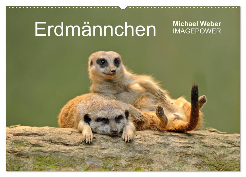 Erdmännchen - Tierkinder (CALVENDO Wandkalender 2025)