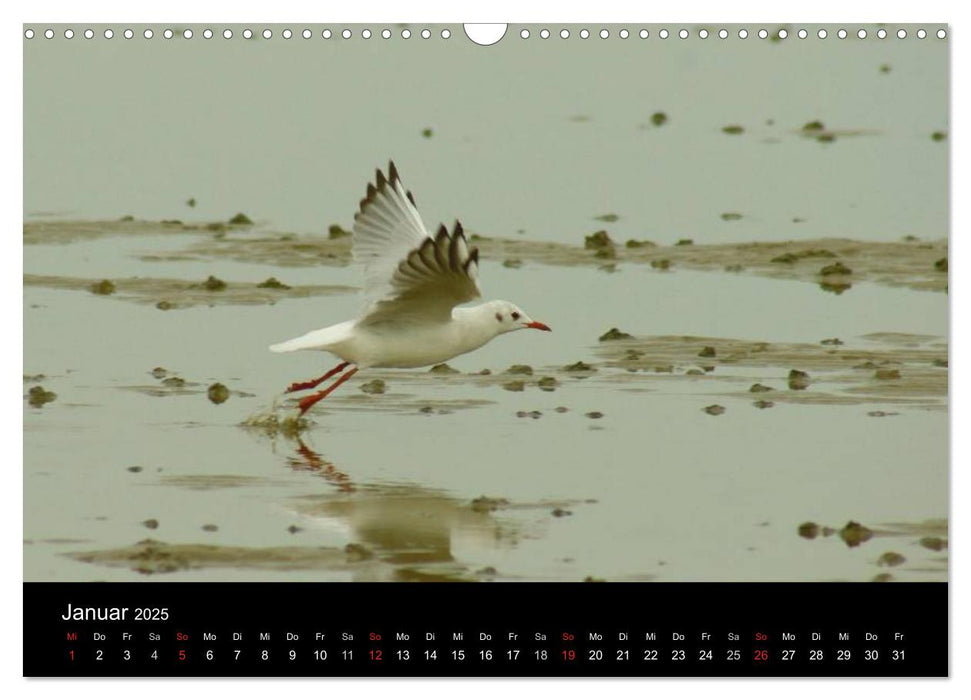 An der Nordsee (CALVENDO Wandkalender 2025)