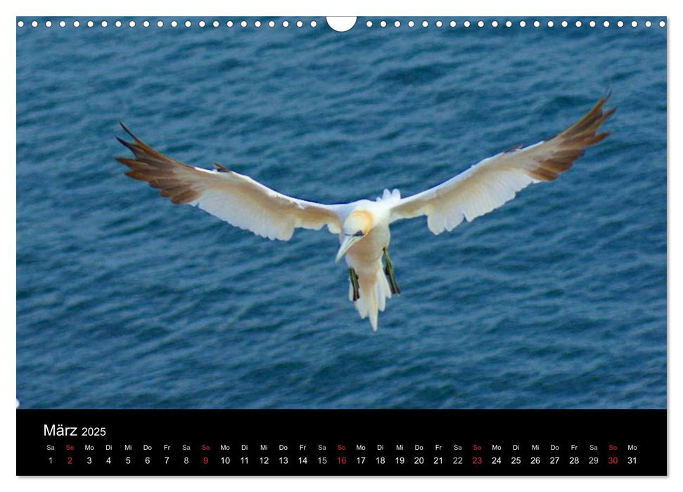 An der Nordsee (CALVENDO Wandkalender 2025)
