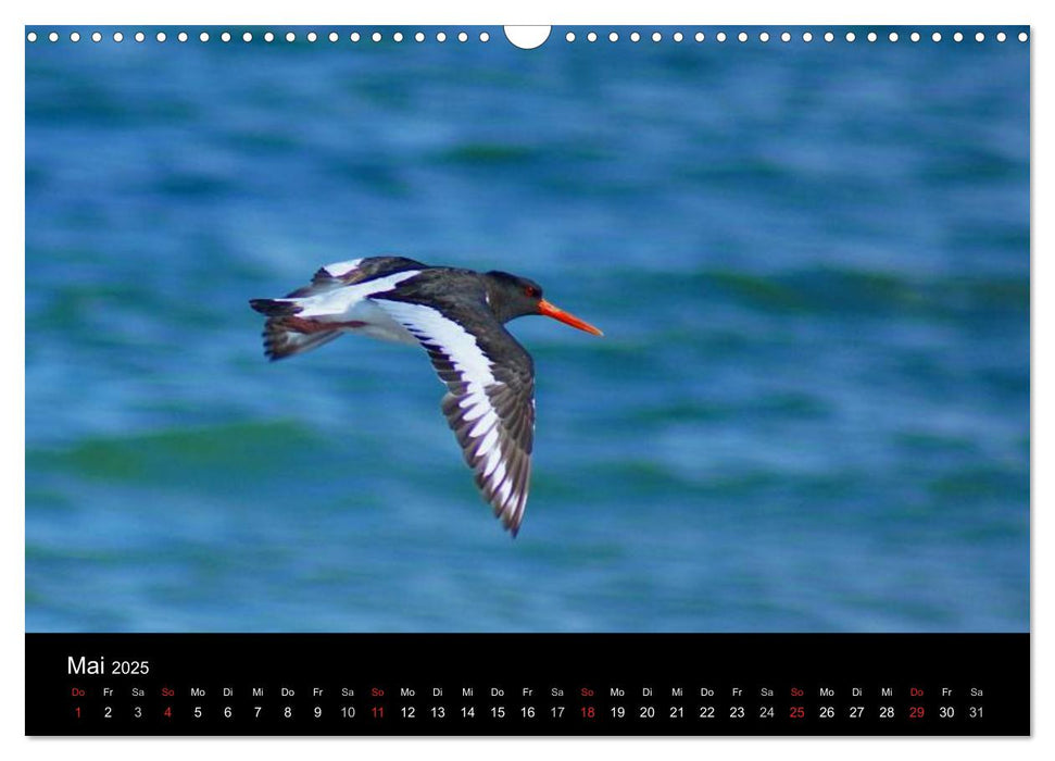 An der Nordsee (CALVENDO Wandkalender 2025)