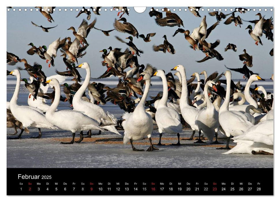 Rügen (CALVENDO Wandkalender 2025)