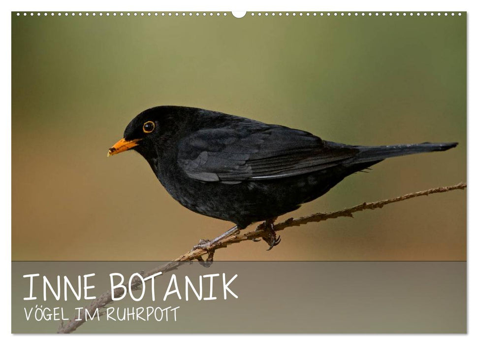 INNE BOTANIK - Vögel im Ruhrpott (CALVENDO Wandkalender 2025)