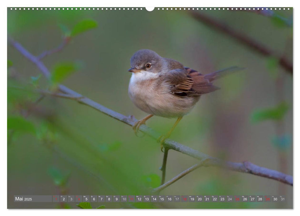 INNE BOTANIK - Vögel im Ruhrpott (CALVENDO Wandkalender 2025)