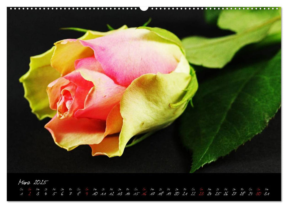 Flower (CALVENDO Wandkalender 2025)