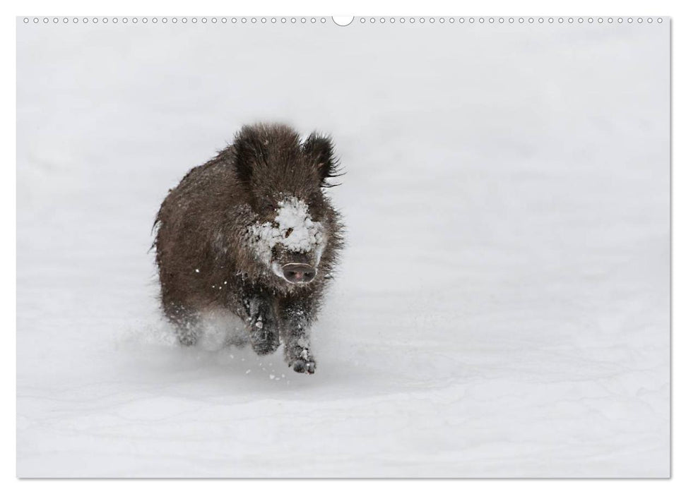 Emotionale Momente: Wilde Tiere in Deutschland (CALVENDO Wandkalender 2025)