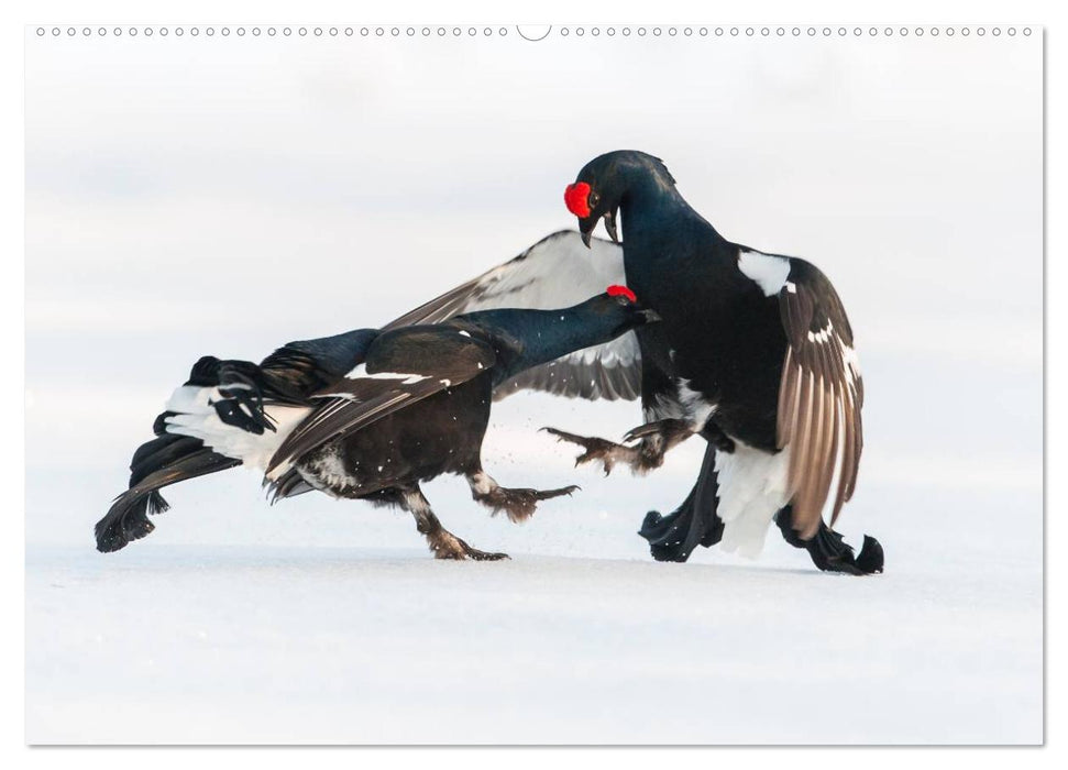 Emotionale Momente: Wilde Tiere in Deutschland (CALVENDO Wandkalender 2025)